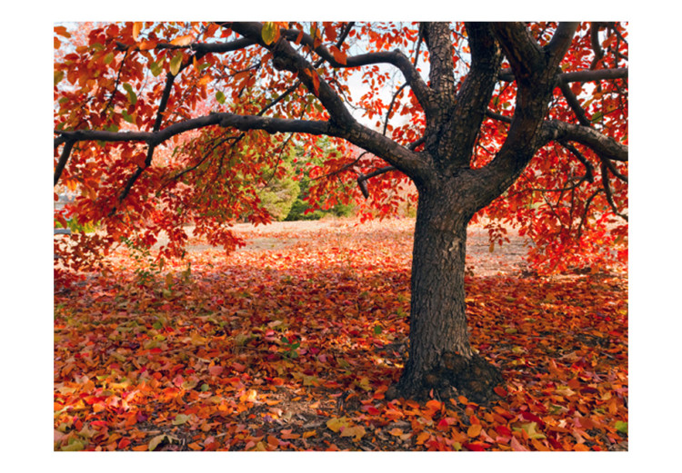 Photo Wallpaper Tree in fall 59844 additionalImage 1