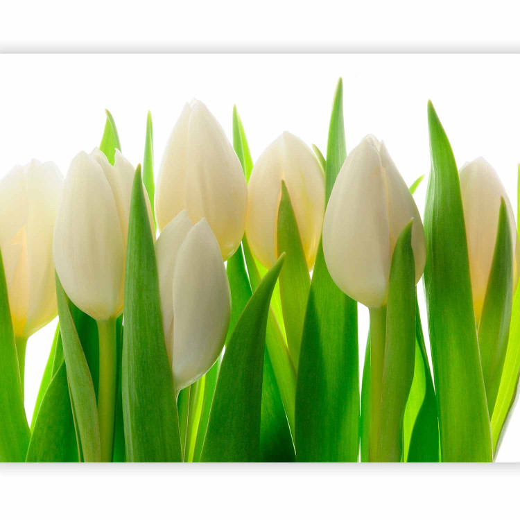 Photo Wallpaper White Tulips - Natural Floral Motif with Energetic Green 60344 additionalImage 5