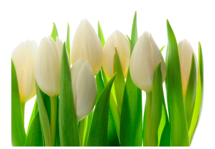 Photo Wallpaper White Tulips - Natural Floral Motif with Energetic Green 60344 additionalImage 1