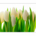 Photo Wallpaper White Tulips - Natural Floral Motif with Energetic Green 60344 additionalThumb 5