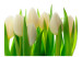 Photo Wallpaper White Tulips - Natural Floral Motif with Energetic Green 60344 additionalThumb 1