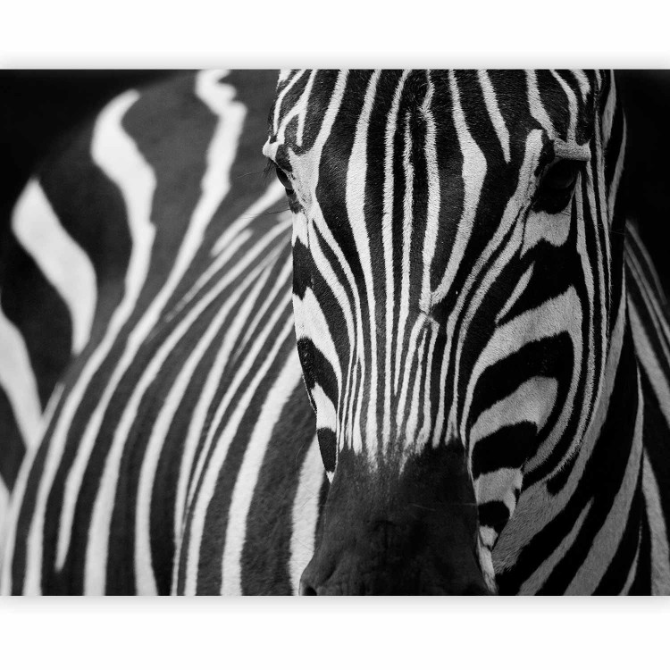 Wall Mural African Nature - Monolithic zebra in black and white stripes on a black background 61344 additionalImage 1