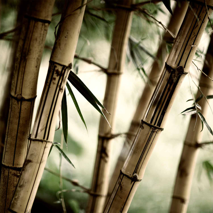 Photo Wallpaper Japanese Theme - Oriental Plants with Macro Shot of Bamboo 61444 additionalImage 5