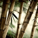 Photo Wallpaper Japanese Theme - Oriental Plants with Macro Shot of Bamboo 61444 additionalThumb 5