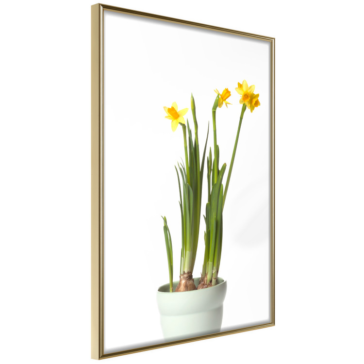 Poster Daffodil - yellow spring flowers in a turquoise pot on a white background 116654 additionalImage 14