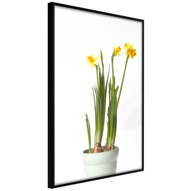 Poster Daffodil - yellow spring flowers in a turquoise pot on a white background 116654 additionalImage 12