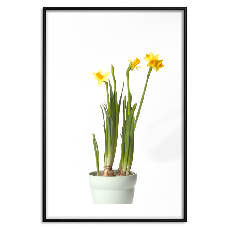 Poster Daffodil - yellow spring flowers in a turquoise pot on a white background 116654 additionalImage 19