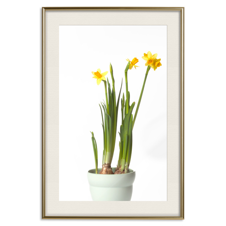 Poster Daffodil - yellow spring flowers in a turquoise pot on a white background 116654 additionalImage 23