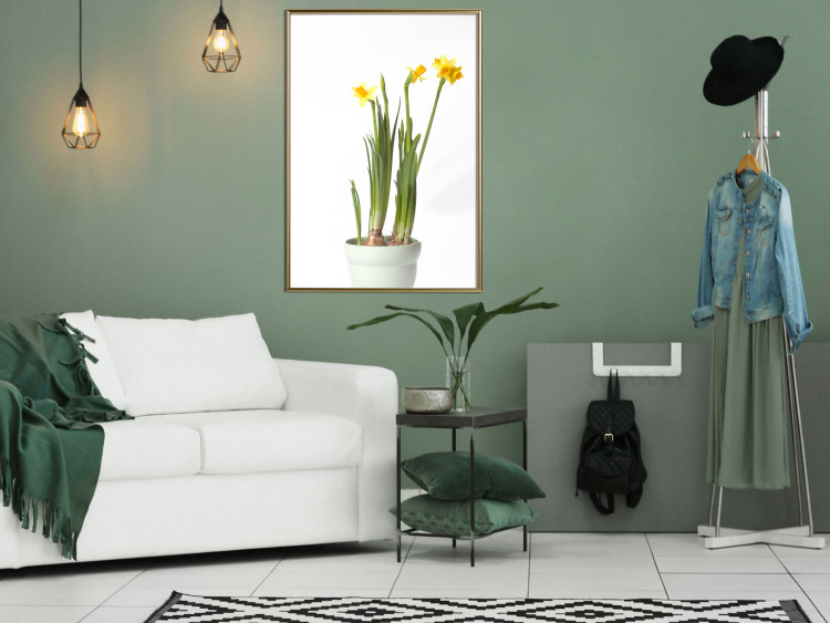 Poster Daffodil - yellow spring flowers in a turquoise pot on a white background 116654 additionalImage 7