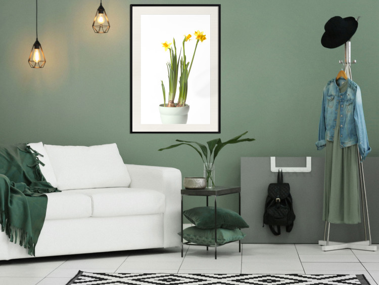 Poster Daffodil - yellow spring flowers in a turquoise pot on a white background 116654 additionalImage 21