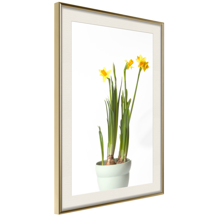 Poster Daffodil - yellow spring flowers in a turquoise pot on a white background 116654 additionalImage 2