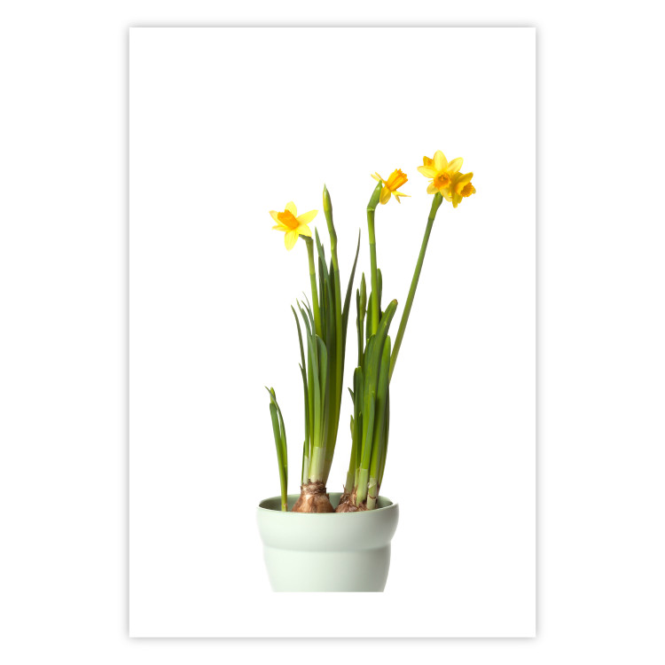 Poster Daffodil - yellow spring flowers in a turquoise pot on a white background 116654 additionalImage 15