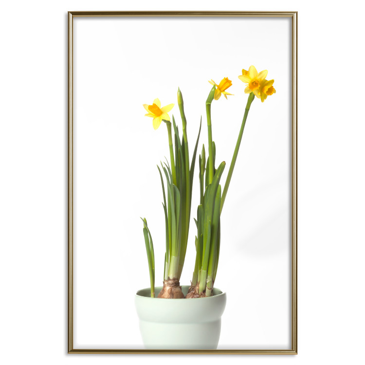 Poster Daffodil - yellow spring flowers in a turquoise pot on a white background 116654 additionalImage 18