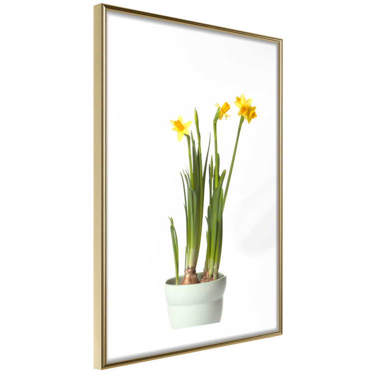 Poster Daffodil - yellow spring flowers in a turquoise pot on a white background 116654 additionalImage 8
