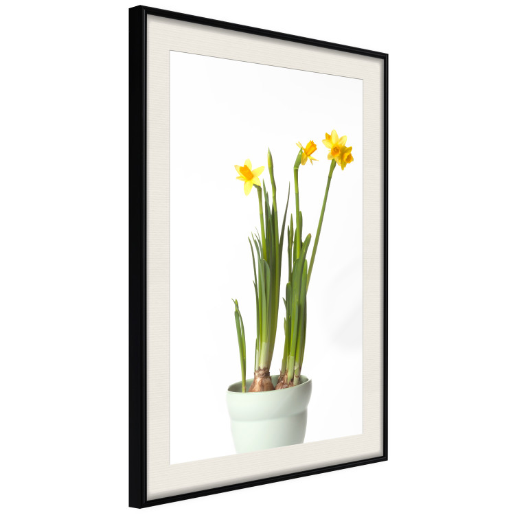 Poster Daffodil - yellow spring flowers in a turquoise pot on a white background 116654 additionalImage 3