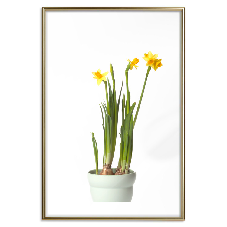Poster Daffodil - yellow spring flowers in a turquoise pot on a white background 116654 additionalImage 27