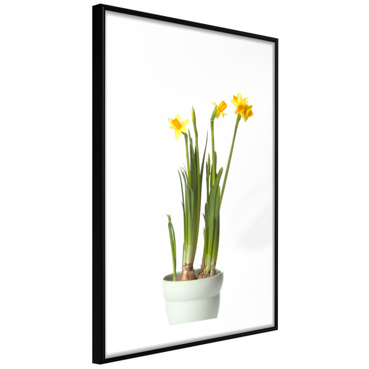 Poster Daffodil - yellow spring flowers in a turquoise pot on a white background 116654 additionalImage 11