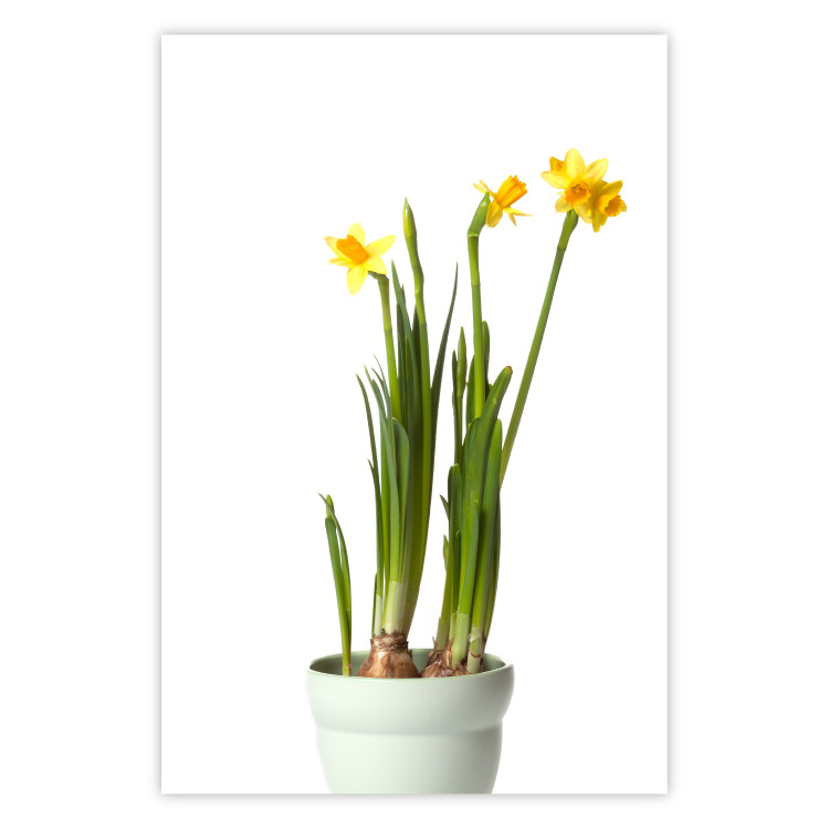 Poster Daffodil - yellow spring flowers in a turquoise pot on a white background 116654