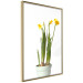 Poster Daffodil - yellow spring flowers in a turquoise pot on a white background 116654 additionalThumb 12