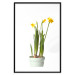 Poster Daffodil - yellow spring flowers in a turquoise pot on a white background 116654 additionalThumb 26