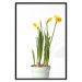Poster Daffodil - yellow spring flowers in a turquoise pot on a white background 116654 additionalThumb 24