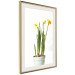 Poster Daffodil - yellow spring flowers in a turquoise pot on a white background 116654 additionalThumb 2