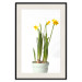 Poster Daffodil - yellow spring flowers in a turquoise pot on a white background 116654 additionalThumb 22