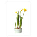 Poster Daffodil - yellow spring flowers in a turquoise pot on a white background 116654 additionalThumb 18