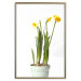 Poster Daffodil - yellow spring flowers in a turquoise pot on a white background 116654 additionalThumb 25