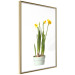 Poster Daffodil - yellow spring flowers in a turquoise pot on a white background 116654 additionalThumb 8