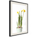 Poster Daffodil - yellow spring flowers in a turquoise pot on a white background 116654 additionalThumb 3
