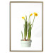 Poster Daffodil - yellow spring flowers in a turquoise pot on a white background 116654 additionalThumb 27