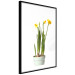 Poster Daffodil - yellow spring flowers in a turquoise pot on a white background 116654 additionalThumb 13