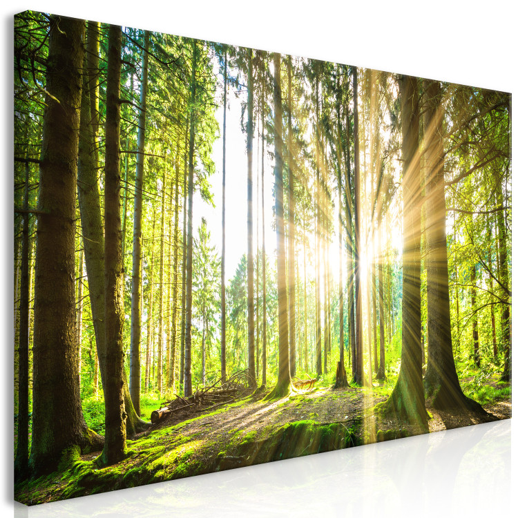Large canvas print Sunlight II [Large Format] 128554 additionalImage 3