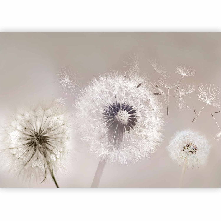 Wall Mural Dandelions and Wind 135754 additionalImage 1