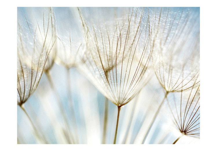 Photo Wallpaper Abstraction - Dandelion Seeds Close-up on a Blurred Background 60354 additionalImage 1