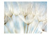 Photo Wallpaper Abstraction - Dandelion Seeds Close-up on a Blurred Background 60354 additionalThumb 1