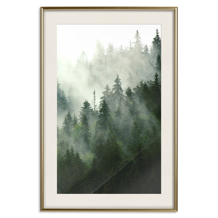 Wall Poster Coniferous Forest - Landscape of tall dark green trees amidst dense fog 114364 additionalImage 19