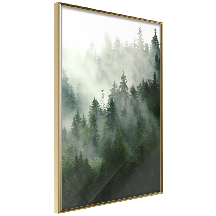 Wall Poster Coniferous Forest - Landscape of tall dark green trees amidst dense fog 114364 additionalImage 12