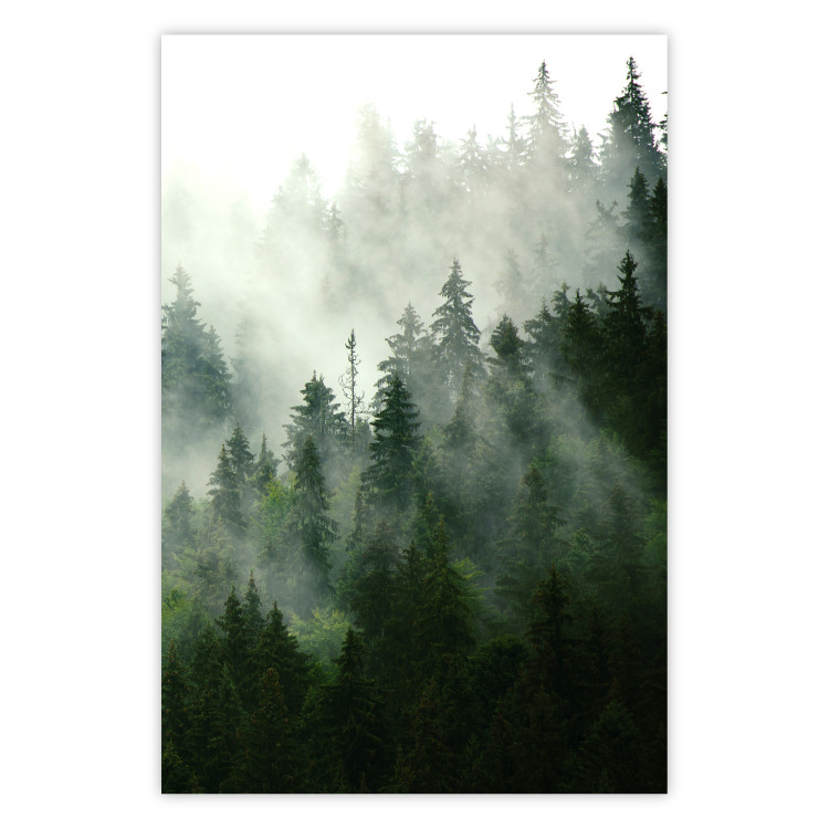 Wall Poster Coniferous Forest - Landscape of tall dark green trees amidst dense fog 114364