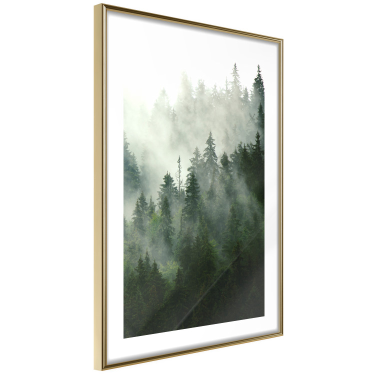 Wall Poster Coniferous Forest - Landscape of tall dark green trees amidst dense fog 114364 additionalImage 8