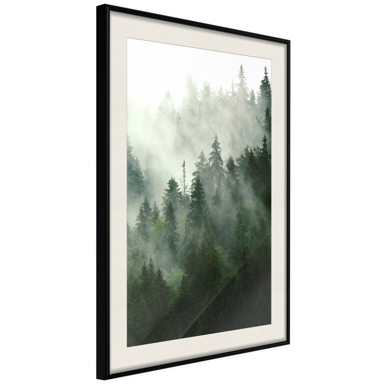 Wall Poster Coniferous Forest - Landscape of tall dark green trees amidst dense fog 114364 additionalImage 3