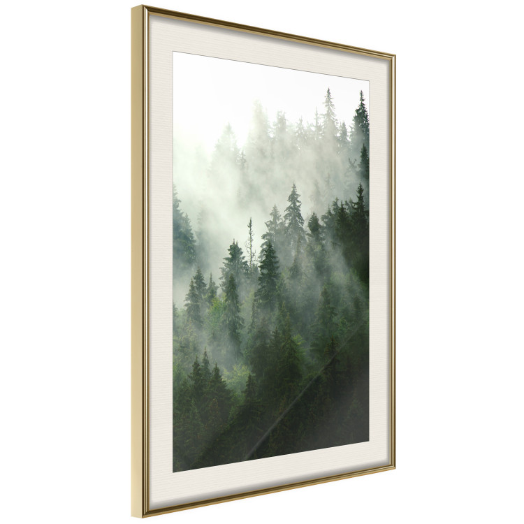 Wall Poster Coniferous Forest - Landscape of tall dark green trees amidst dense fog 114364 additionalImage 2