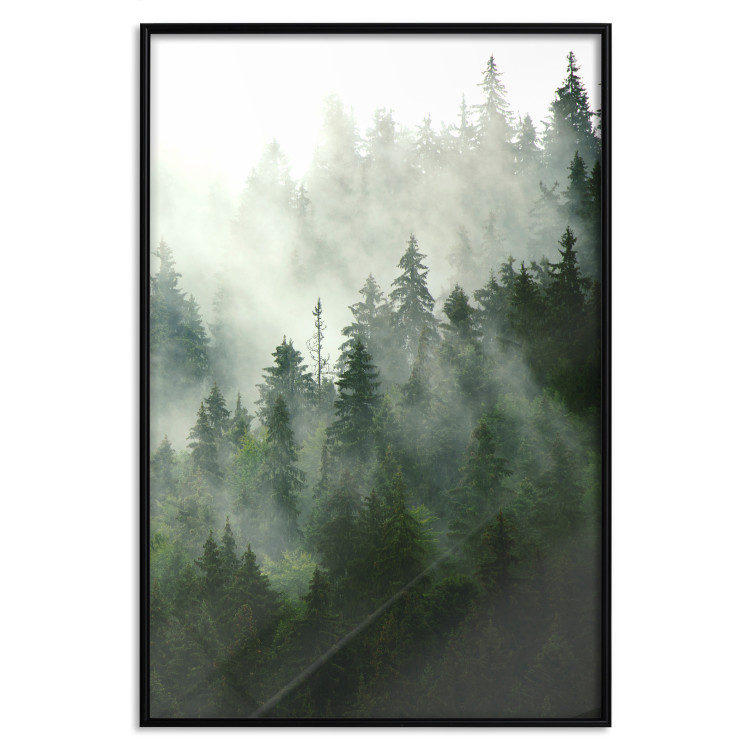 Wall Poster Coniferous Forest - Landscape of tall dark green trees amidst dense fog 114364 additionalImage 24