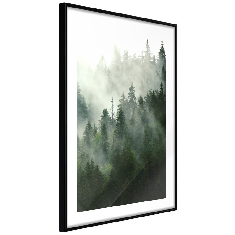 Wall Poster Coniferous Forest - Landscape of tall dark green trees amidst dense fog 114364 additionalImage 11
