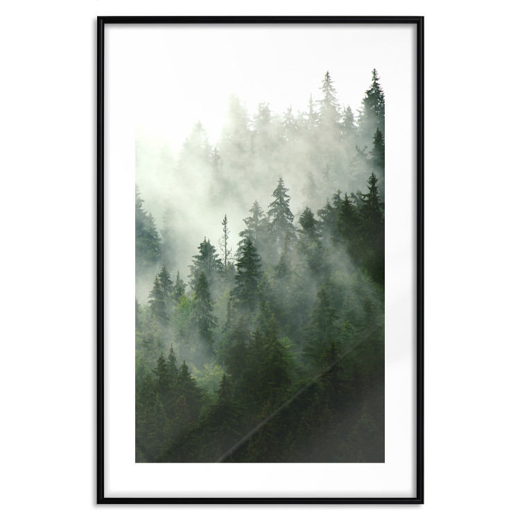 Wall Poster Coniferous Forest - Landscape of tall dark green trees amidst dense fog 114364 additionalImage 15