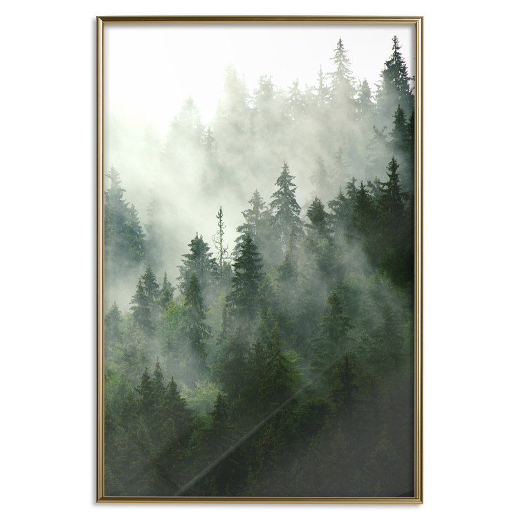 Wall Poster Coniferous Forest - Landscape of tall dark green trees amidst dense fog 114364 additionalImage 20