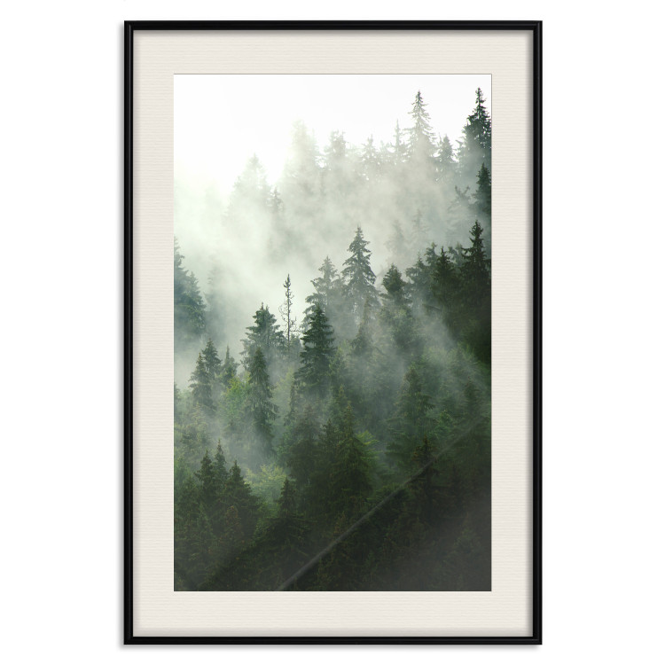 Wall Poster Coniferous Forest - Landscape of tall dark green trees amidst dense fog 114364 additionalImage 18