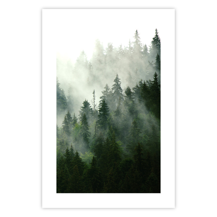 Wall Poster Coniferous Forest - Landscape of tall dark green trees amidst dense fog 114364 additionalImage 25