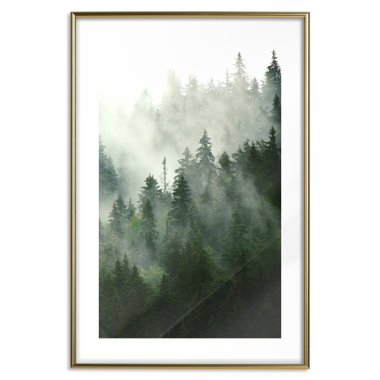 Wall Poster Coniferous Forest - Landscape of tall dark green trees amidst dense fog 114364 additionalImage 16